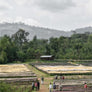 **New** ETHIOPIA AYLA SHANTAWENE